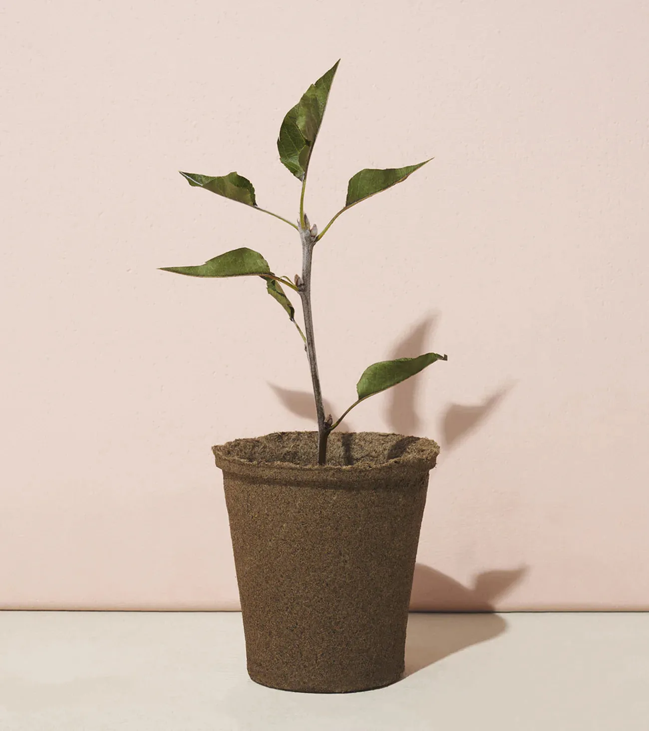 Modern Sprout - One-For One Tree Kit - American Sycamore