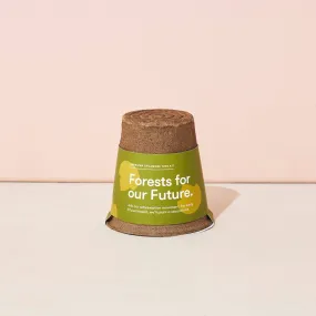 Modern Sprout - One-For One Tree Kit - American Sycamore