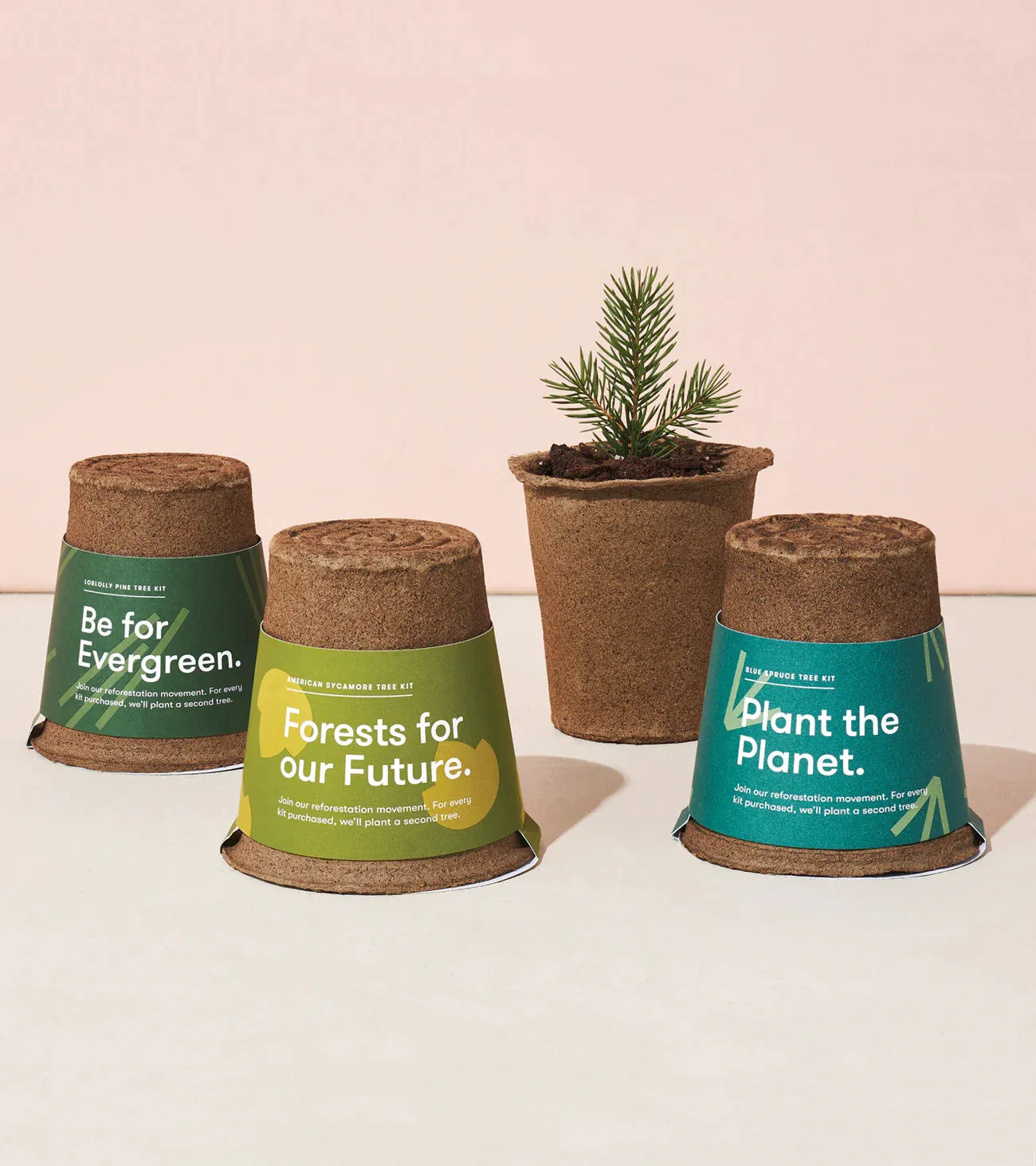 Modern Sprout - One-For One Tree Kit - American Sycamore